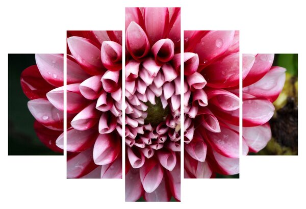 Obraz ružovej Dahlie (150x105 cm)