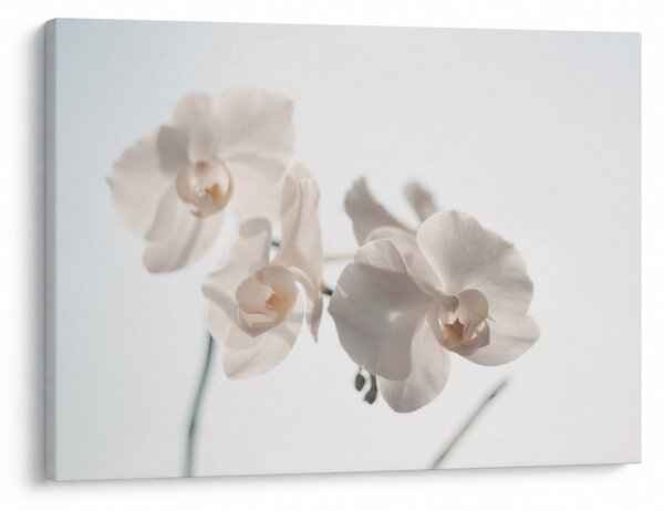 Obraz bielej orchidey (70x50 cm)