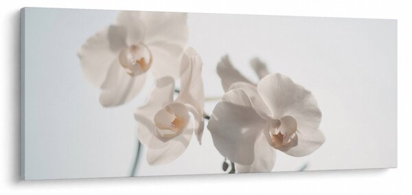 Obraz bielej orchidey (120x50 cm)