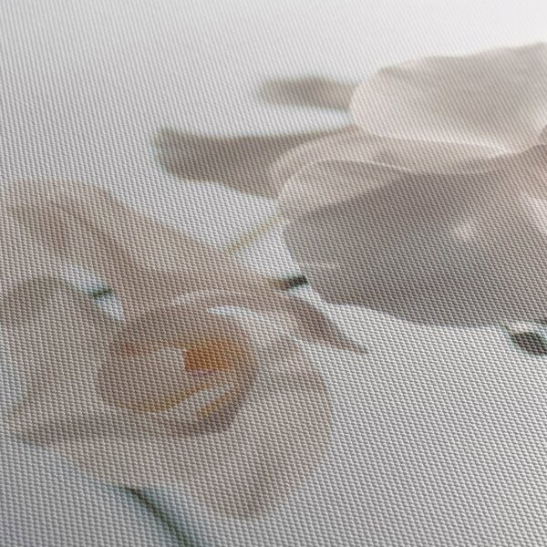 Obraz bielej orchidey (70x50 cm)