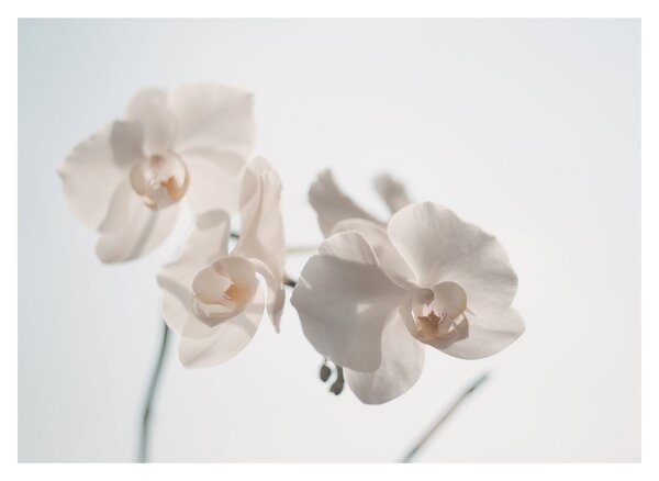 Obraz bielej orchidey (70x50 cm)