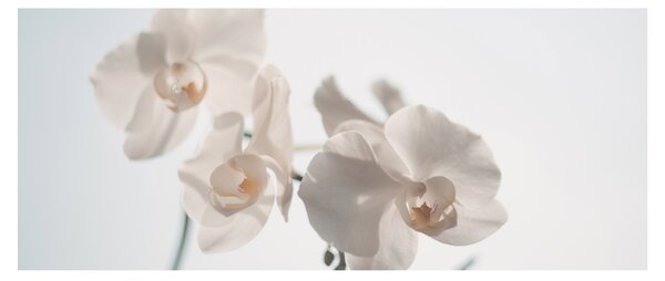 Obraz bielej orchidey (120x50 cm)