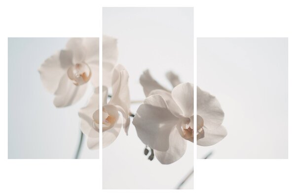 Obraz bielej orchidey (90x60 cm)