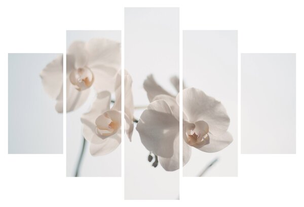 Obraz bielej orchidey (150x105 cm)