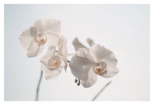 Obraz bielej orchidey (90x60 cm)