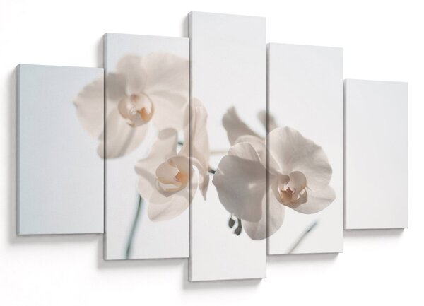Obraz bielej orchidey (150x105 cm)