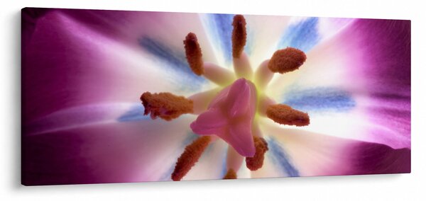 Obraz - Kvet tulipánu v detailu (120x50 cm)