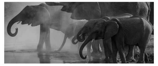 Obraz slonov - čiernobiely (120x50 cm)