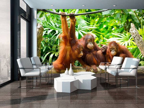 Fototapeta - Orangutan v džungli (152,5x104 cm)