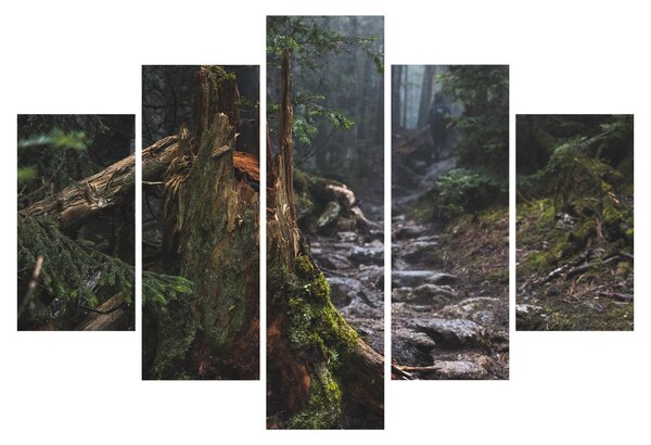 Obraz - V lese (150x105 cm)