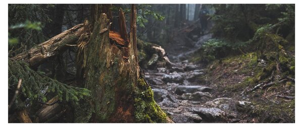 Obraz - V lese (120x50 cm)