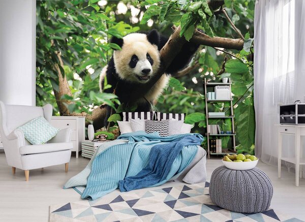 Fototapeta - Panda na strome (152,5x104 cm)
