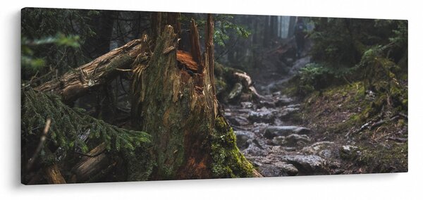 Obraz - V lese (120x50 cm)