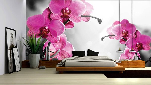 Fototapeta - Orchidey (152,5x104 cm)