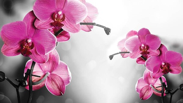 Fototapeta - Orchidey (152,5x104 cm)