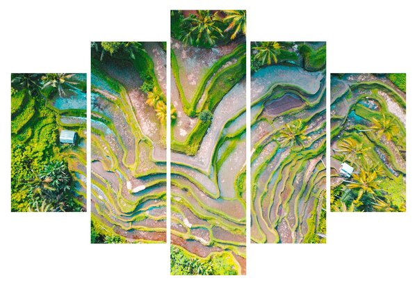 Obraz ryžových polí z vtáčej perspektívy (150x105 cm)