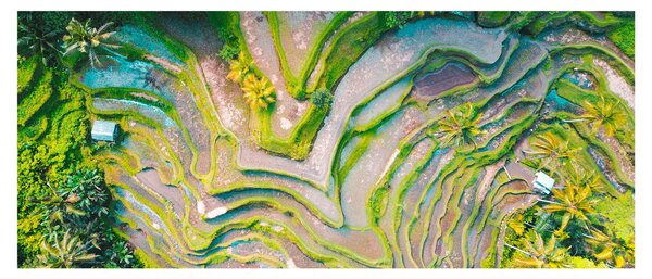 Obraz ryžových polí z vtáčej perspektívy (120x50 cm)