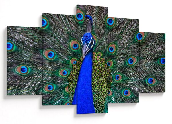 Obraz - Páv (150x105 cm)