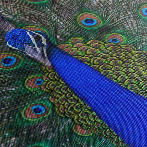 Obraz - Páv (90x60 cm)