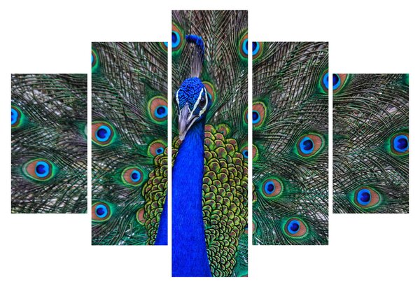 Obraz - Páv (150x105 cm)