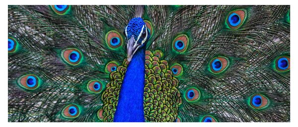 Obraz - Páv (120x50 cm)