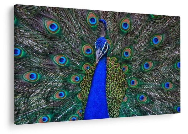 Obraz - Páv (90x60 cm)