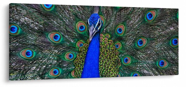 Obraz - Páv (120x50 cm)