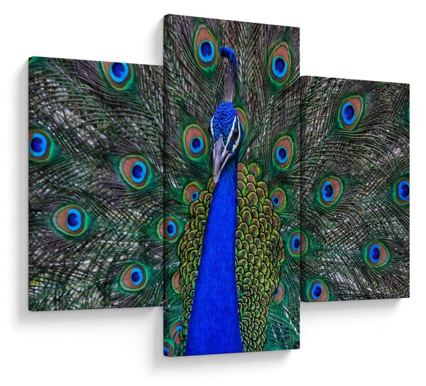 Obraz - Páv (90x60 cm)
