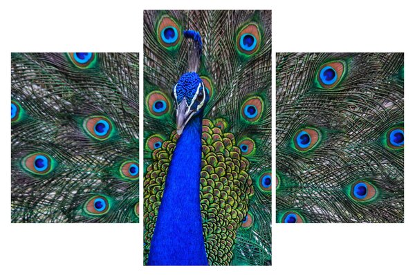 Obraz - Páv (90x60 cm)