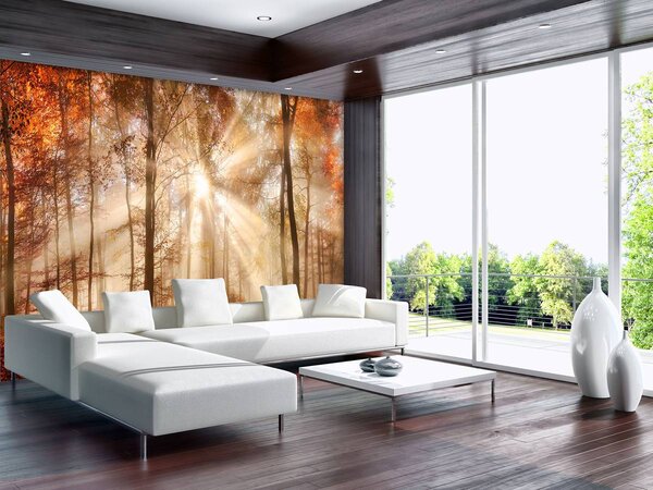 Fototapeta - Jesenný les v slnku (152,5x104 cm)