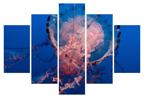 Obraz medúzy (150x105 cm)