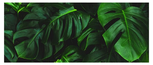 Obraz listov Monstery (120x50 cm)