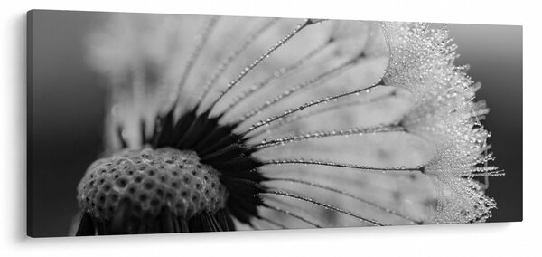 Obraz púpavy - čiernobiely (120x50 cm)