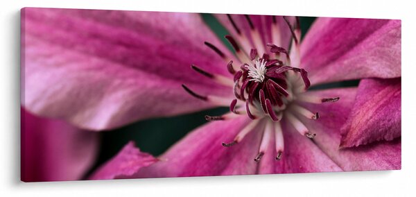 Obraz ružového kvetu plamienku (120x50 cm)
