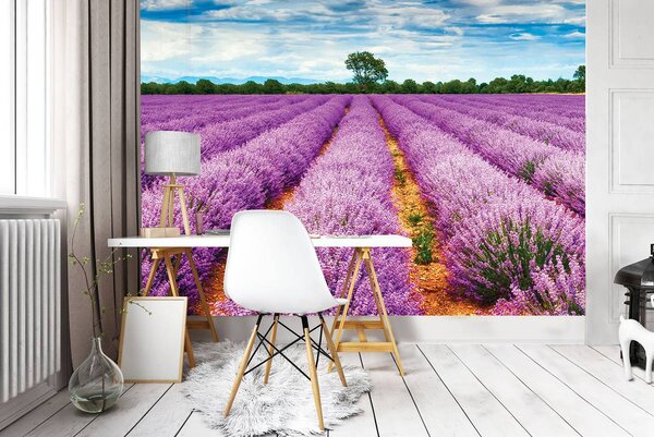 Fototapeta - Levanduľové polia (152,5x104 cm)