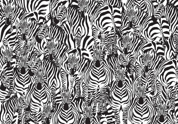 Fototapeta - Zebra (152,5x104 cm)