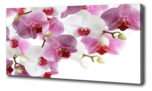 Foto obraz na plátne do obývačky Orchidea