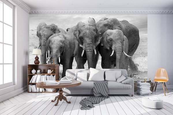 Fototapeta - Slony (152,5x104 cm)