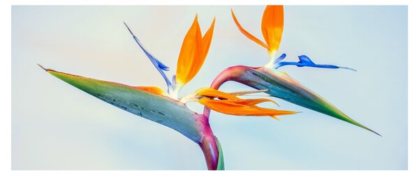 Obraz kvetu Strelícia (120x50 cm)