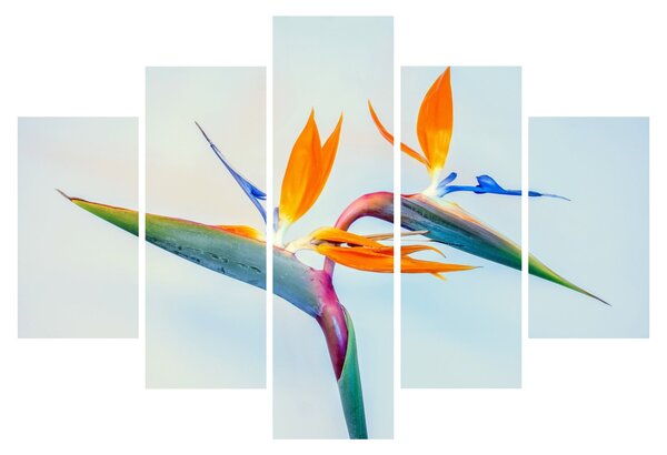 Obraz kvetu Strelícia (150x105 cm)