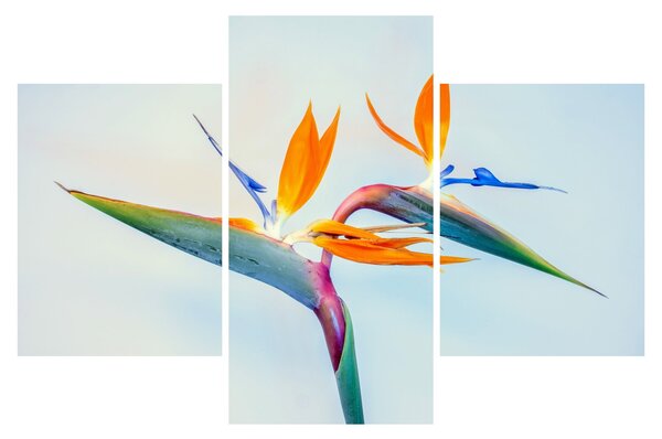 Obraz kvetu Strelícia (90x60 cm)