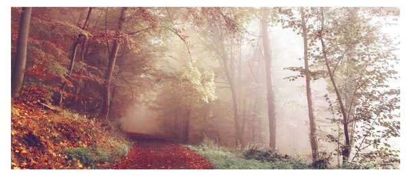 Obraz - Jesenná prechádzka lesom (120x50 cm)