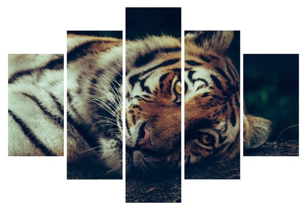 Obraz - Tiger Sibírsky (150x105 cm)