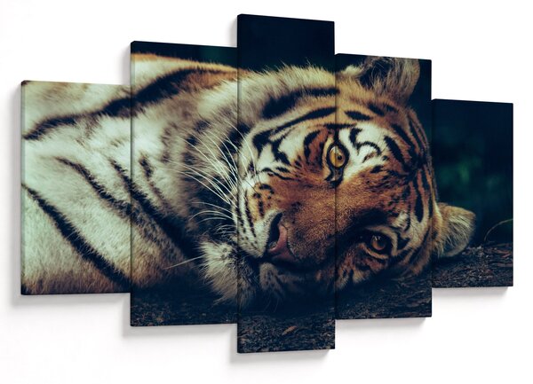 Obraz - Tiger Sibírsky (150x105 cm)