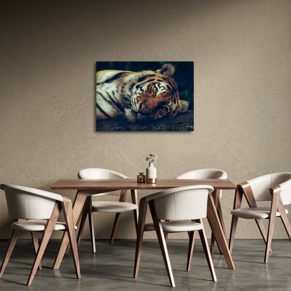 Obraz - Tiger Sibírsky (70x50 cm)
