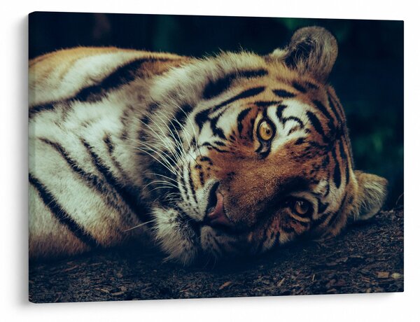 Obraz - Tiger Sibírsky (70x50 cm)