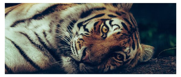 Obraz - Tiger Sibírsky (120x50 cm)