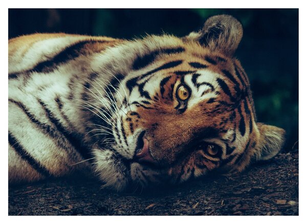 Obraz - Tiger Sibírsky (70x50 cm)