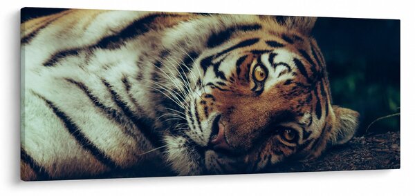 Obraz - Tiger Sibírsky (120x50 cm)