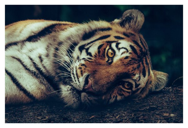Obraz - Tiger Sibírsky (90x60 cm)